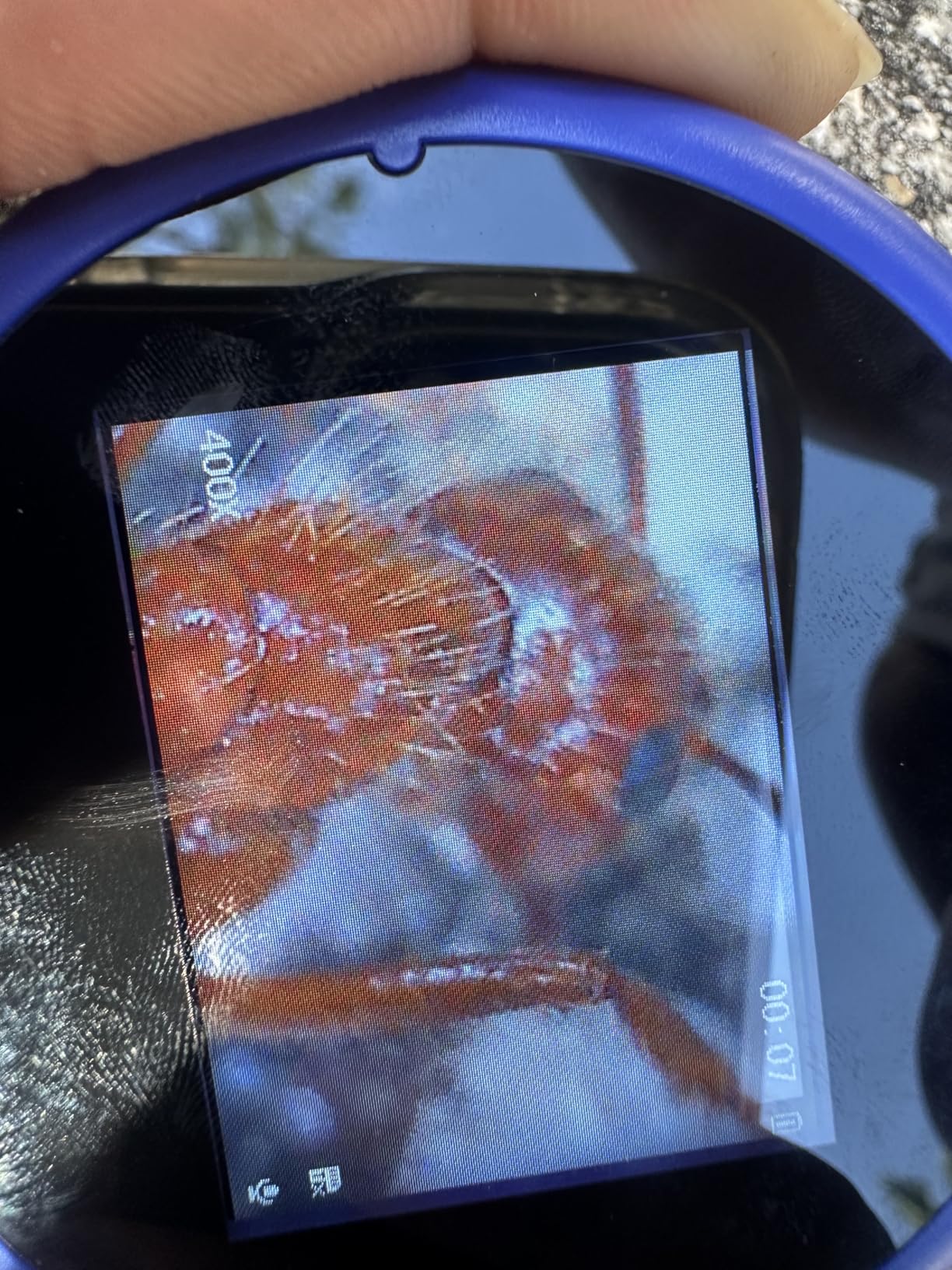 MICROSCOPIO DIGITAL PARA NIÑOS + ATRAPA INSECTOS
