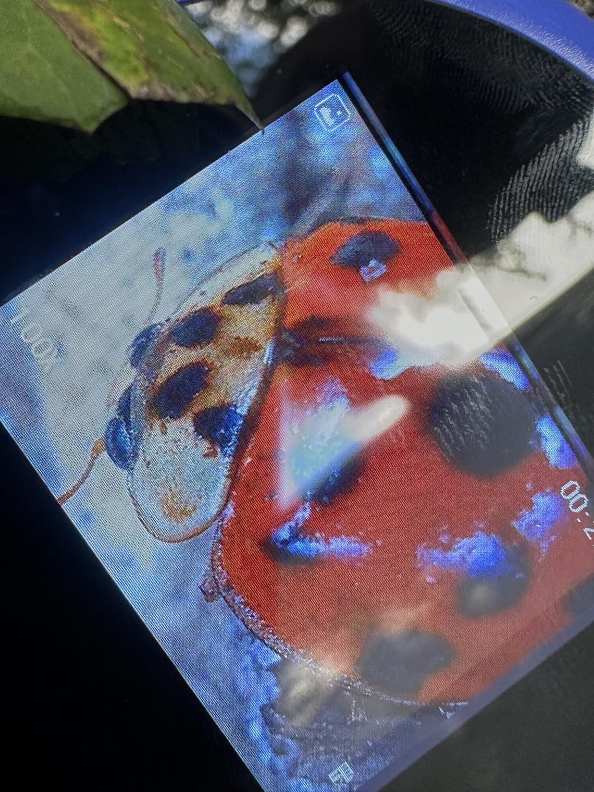 MICROSCOPIO DIGITAL PARA NIÑOS + ATRAPA INSECTOS